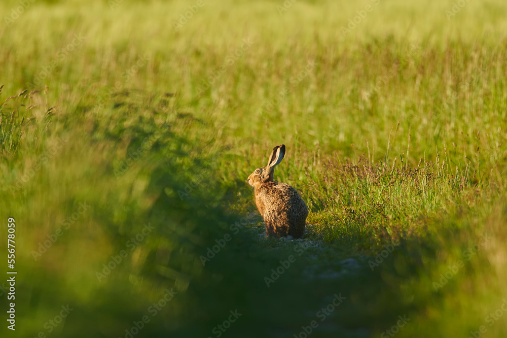European hare (Lepus europaeus) sitting on a field; Bavaria, Germany European hare (Lepus europaeus) sitting on a field; Bavaria, Germany