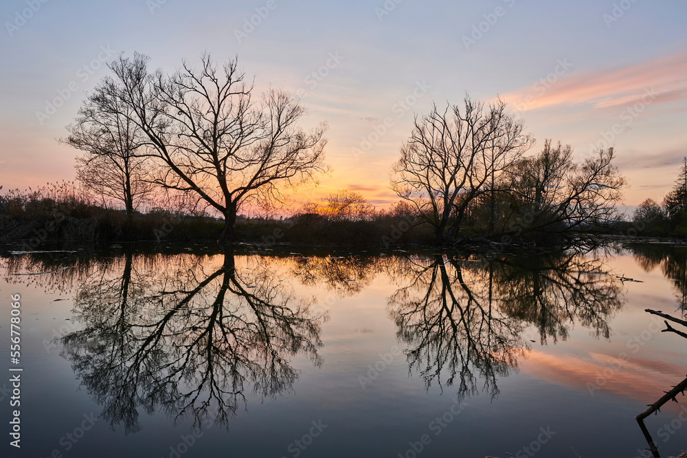Leafless Crack willow or brittle willow (Salix x fragilis) trees beside a lake at sunset with a mirror image reflected in the water; Bavaria, Germany Leafless Crack willow or brittle willow (Salix x fragilis) trees beside a lake at sunset with a mirror image reflected in the water; Bavaria, Germany