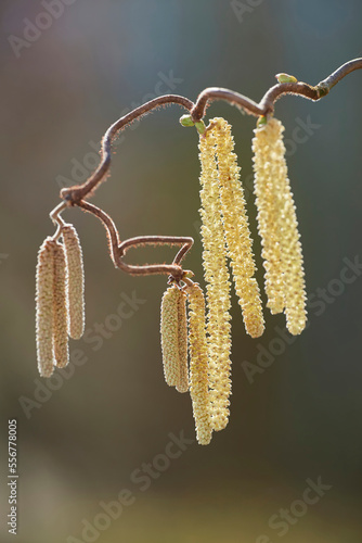 Common hazel (Corylus avellana 'Contorta') blooming; Bavaria, Germany