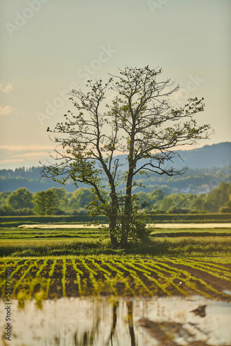 Common alder or european black alder (Alnus glutinosa) tree in late day light; Bavaria, Germany photo