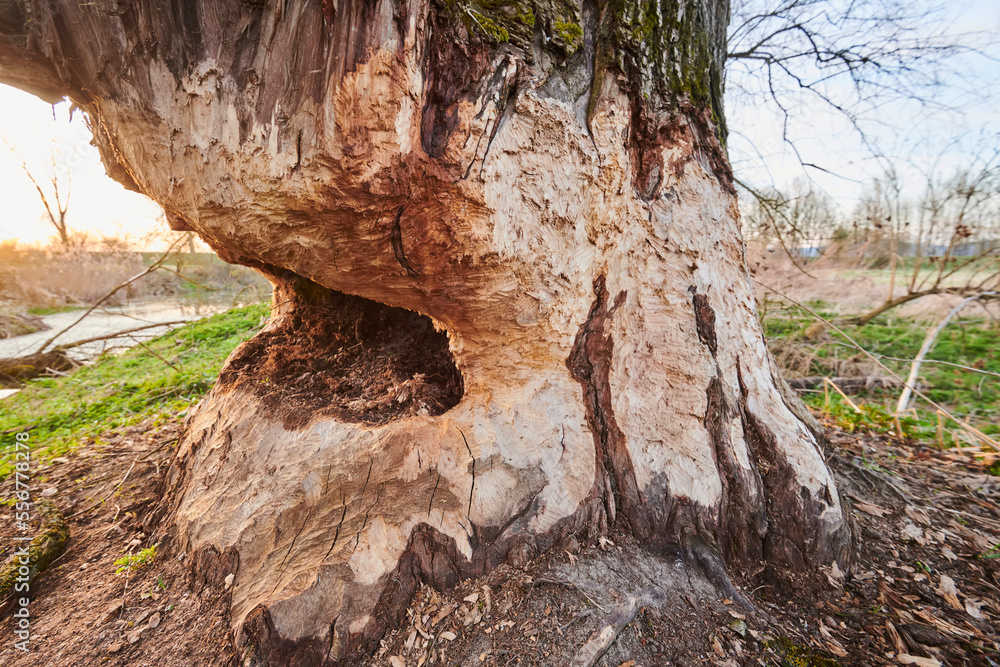 Crack willow or brittle willow (Salix fragilis) tree, bitten by a Eurasian beaver (Castor fiber); Bavaria, Germany Crack willow or brittle willow (Salix fragilis) tree, bitten by a Eurasian beaver (Castor fiber); Bavaria, Germany