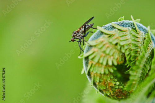 Close-up detail of a Robber fly or assassin fly (Asilidae) on male fern or worm fern (Dryopteris filix-mas); Bavaria, Germany photo