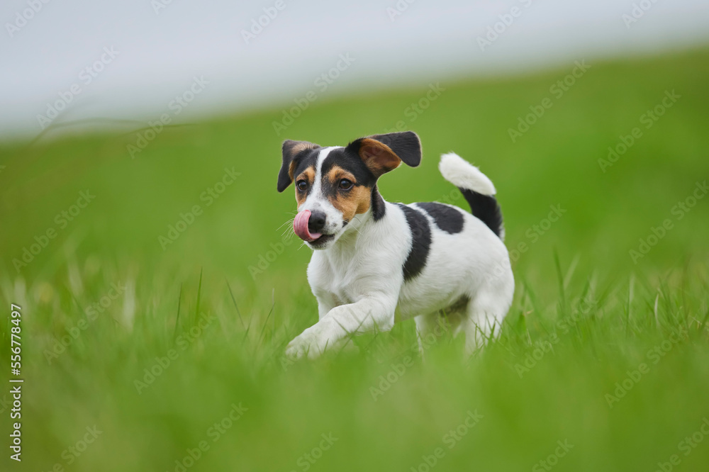 Jack Russell Terrier puppy running on a meadow; Bavaria, Germany Jack Russell Terrier puppy running on a meadow; Bavaria, Germany