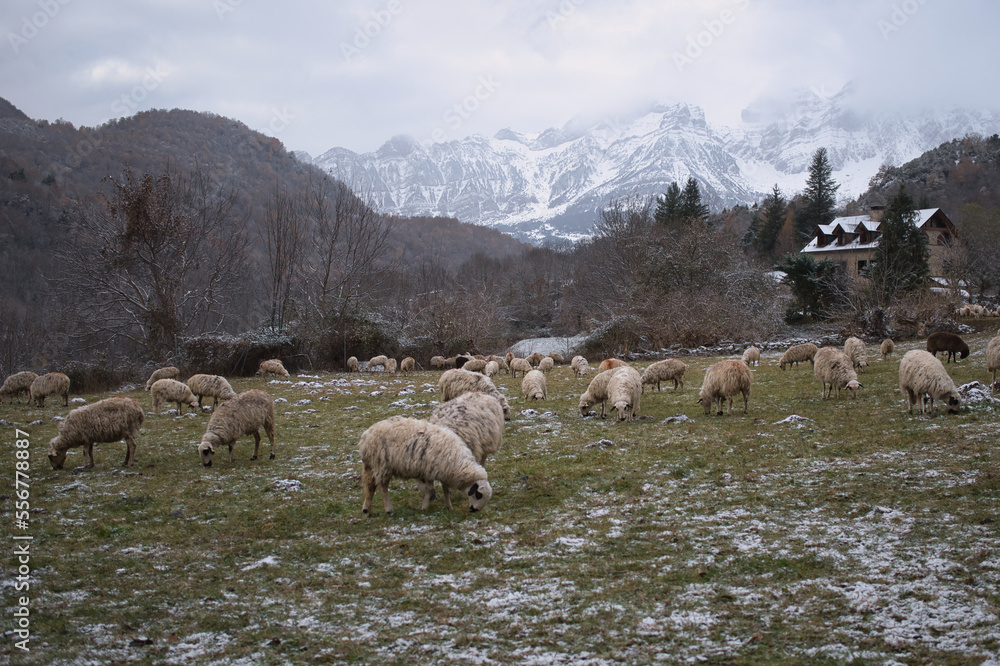 Fototapeta premium Ovejas pastando en un prado verde entre montañas nevadas