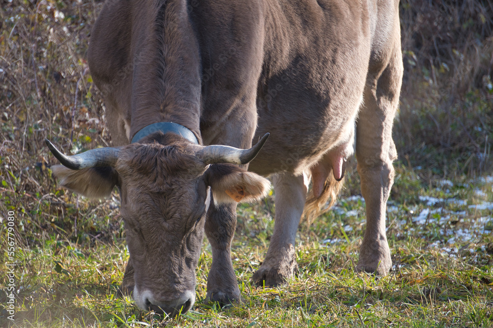 Vaca pastando en un valle lleno de hierba Vaca pastando en un valle lleno de hierba