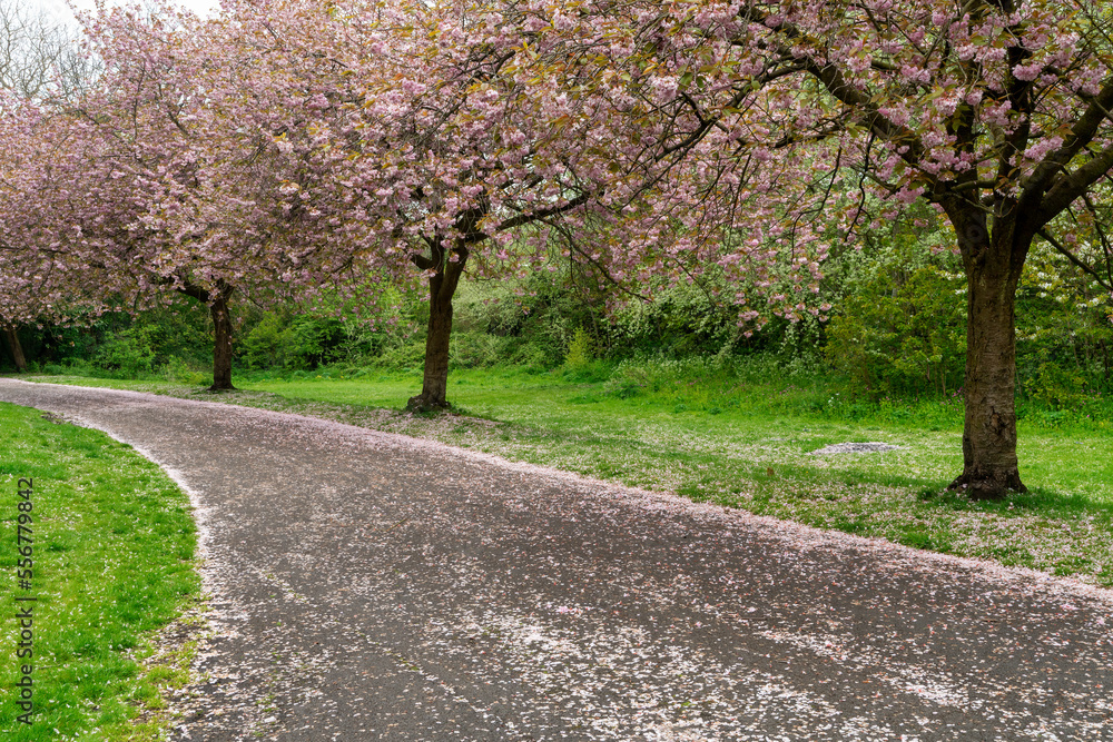 Cherry blossoms on trees lining a path covered in fallen pink petals; South Shields, Tyne and Wear, England Cherry blossoms on trees lining a path covered in fallen pink petals; South Shields, Tyne and Wear, England