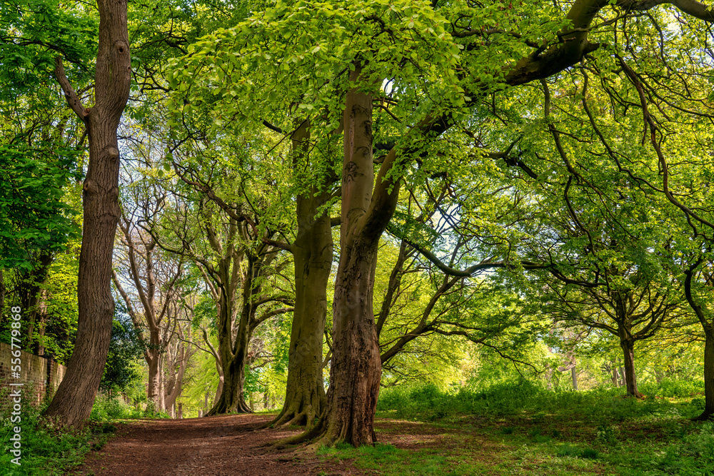 Dirt trail through a lush park area with large trees; Sunderland, Tyne and Wear, England Dirt trail through a lush park area with large trees; Sunderland, Tyne and Wear, England