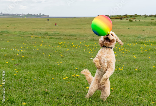 Dog playing with a colourful ball on a field; South Shields, Tyne and Wear, England photo