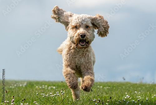 Blond cockapoo runs on a field towards the camera; South Shields, Tyne and Wear, England photo