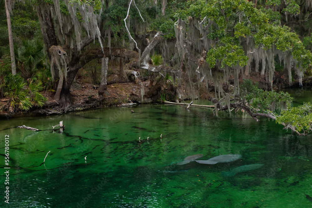 Three West Indian manatees rest underwater in Blue Springs State Park. Three West Indian manatees rest underwater in Blue Springs State Park.