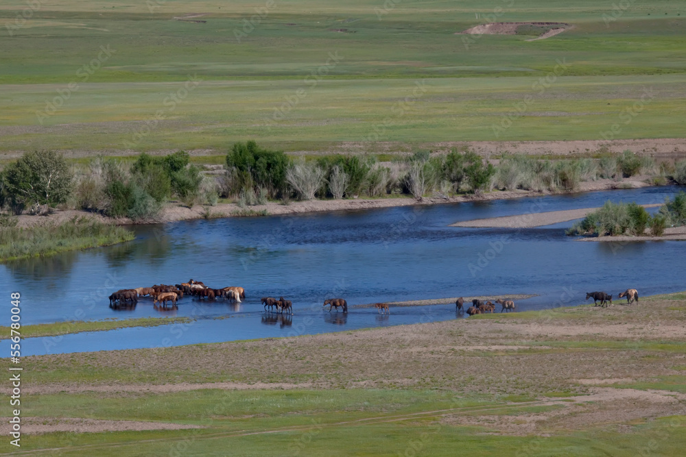 Horses cross a river on the Mongolian Steppe. Horses cross a river on the Mongolian Steppe.