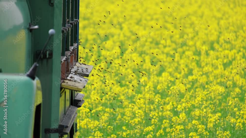 beehive truck in the yellow canola field with bees flying in and out 4k video beehive truck in the yellow canola field with bees flying in and out 4k video