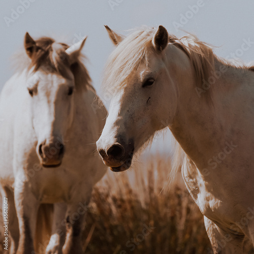 cavallini liberi nel parco del delta del PO photo