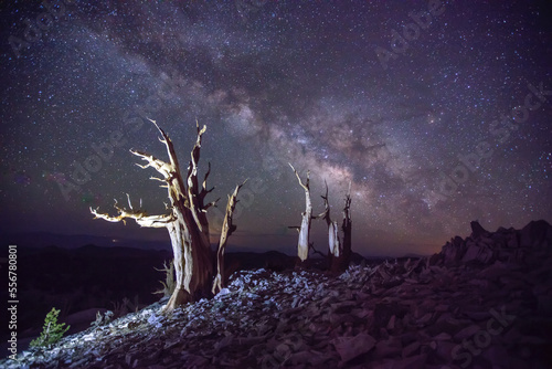 The Milky Way over ancient bristlecone pines (Pinus longaeva) under the night sky; Bishop, Inyo county, California, United States of America photo