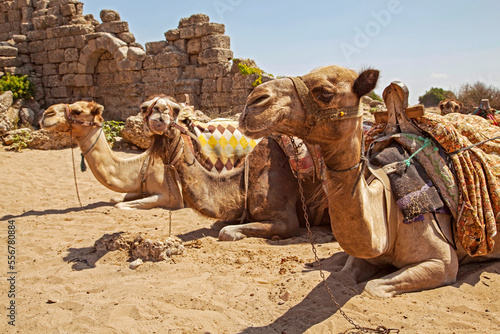 Camels (Camelus) lying down on the sand waiting for passengers, on the beach at Side, a seaside resort near Manavgat on the Mediterranean coast of Anatolia; Side, Anatolia, Turkey photo
