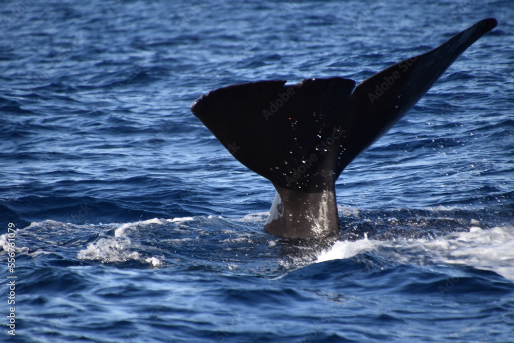 Fototapeta premium Sperm whale tail