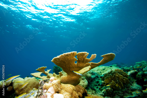 Elkhorn Coral in the Gulf of Mexico. photo