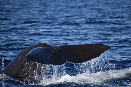 Sperm whale show tenerife