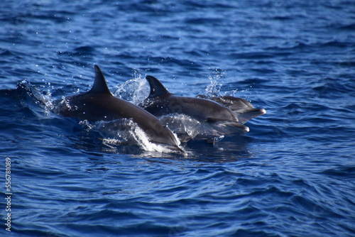 Dolphin's family