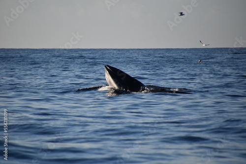 Bryde's whale feeding