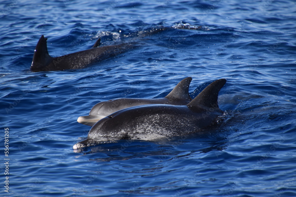Fototapeta premium Spotted dolphins