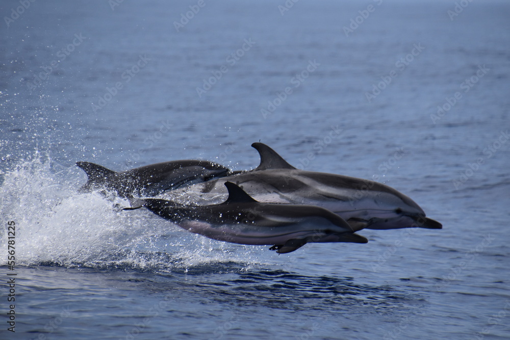 Fototapeta premium Stripped dolphins flight