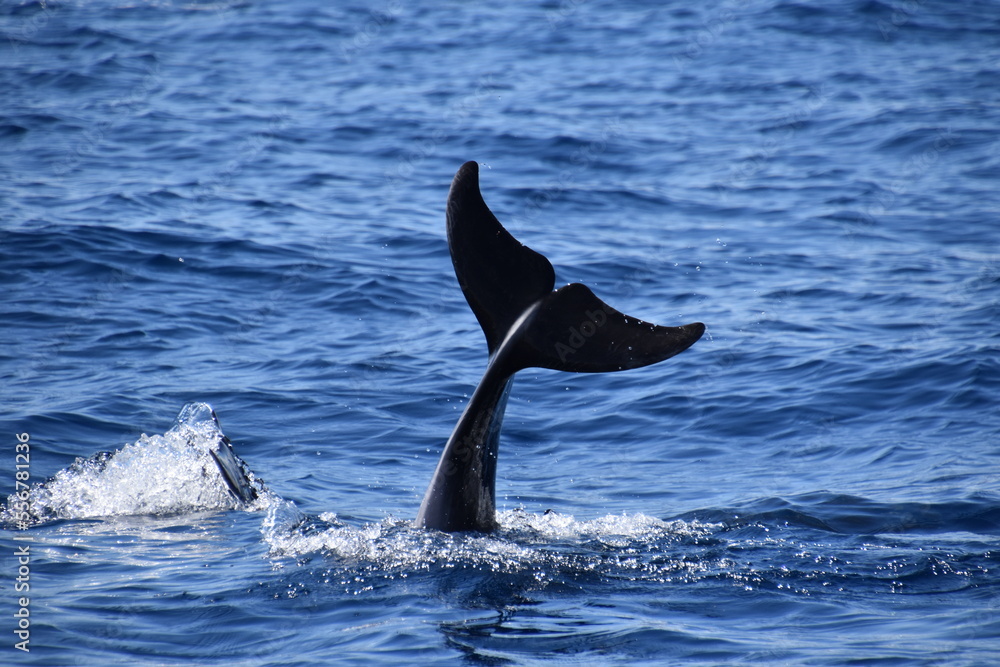 Obraz premium Bottlenose dolphin tail