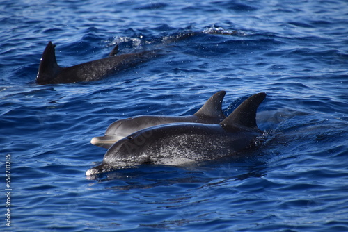 Spotted dolphins © Victor