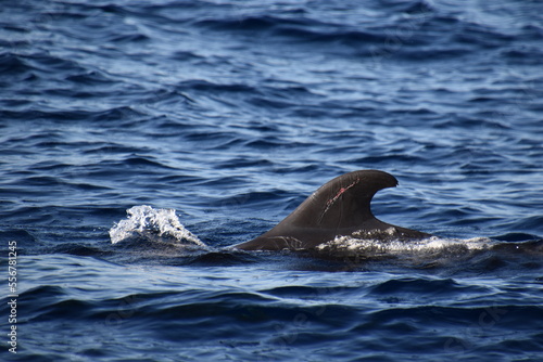 whale in the sea