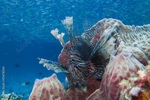 A lion fish and fish schooling in blue water over reef, Pterois volitans. photo