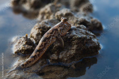 A mudskipper, Periophthalmus gracilis, out of the water on a rock. photo