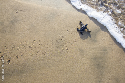 A freshly hatched leatherback sea turtle makes it's way across the beach toward the ocean.