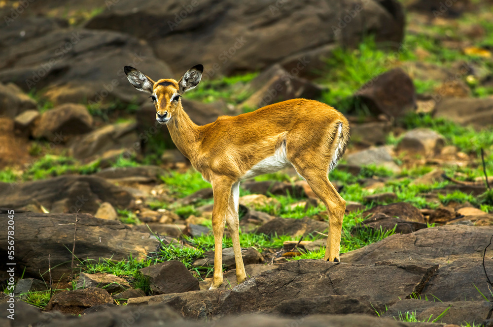 Portrait of a female Impala (Aepyceros melampus) at the Impala Sanctuary in Western Kenya; Kenya