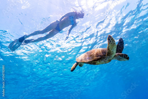 A woman snorkeling at Electric Beach in Oahu with a green sea turtle. photo