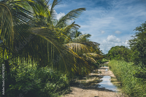 Dirt path with puddles after raining in tropical environment with bushes and palm trees around