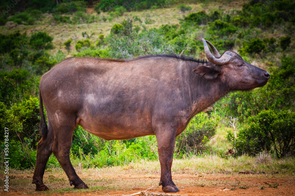 Profile portrait of a cow, African cape buffalo (Syncerus caffer caffer) standing in a field in Addo Elephant National Park Marine Protected Area; Eastern Cape, South Africa Profile portrait of a cow, African cape buffalo (Syncerus caffer caffer) standing in a field in Addo Elephant National Park Marine Protected Area; Eastern Cape, South Africa