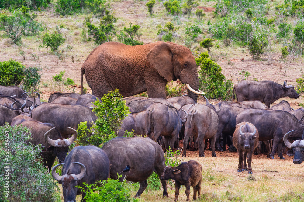 African elephant (Loxodonta) walking through a herd of African Cape buffaloes (Syncerus caffer caffer) on the savanna in Addo Elephant National Park Marine Protected Area; Eastern Cape, South Africa African elephant (Loxodonta) walking through a herd of African Cape buffaloes (Syncerus caffer caffer) on the savanna in Addo Elephant National Park Marine Protected Area; Eastern Cape, South Africa