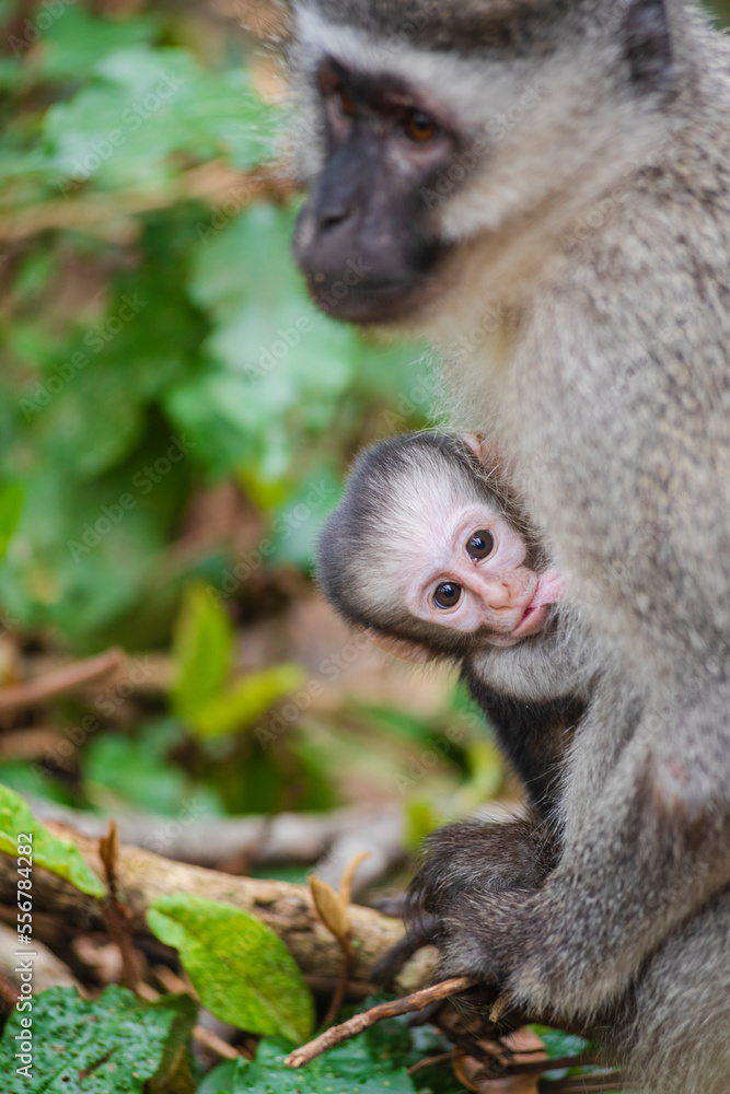 Baby Vervet monkey (Chlorocebus pygerythrus) nursing from mother at the Monkeyland Primate Sanctuary near Pletteberg Bay, South Africa; South Africa Baby Vervet monkey (Chlorocebus pygerythrus) nursing from mother at the Monkeyland Primate Sanctuary near Pletteberg Bay, South Africa; South Africa