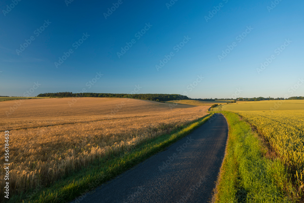 Looking down a narrow road past fields of crops at dawn near Duxford; Cambridgeshire, England, United Kingdom Looking down a narrow road past fields of crops at dawn near Duxford; Cambridgeshire, England, United Kingdom