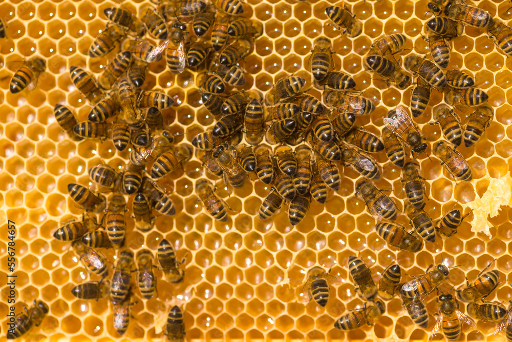 Close-up of honey bees (Apis mellifera) on a honeycomb, Petersfield; Hampshire, England, United Kingdom Close-up of honey bees (Apis mellifera) on a honeycomb, Petersfield; Hampshire, England, United Kingdom