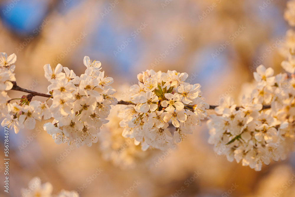 Close-up of delicate flower blossoms of the sour cherry tree (Prunus cerasus) in spring; Bavaria, Germany Close-up of delicate flower blossoms of the sour cherry tree (Prunus cerasus) in spring; Bavaria, Germany