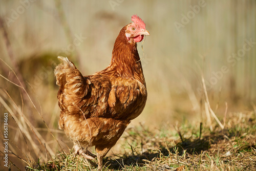 Portrait of a chicken (Gallus gallus domesticus), hen standing in a field; Upper Palatinate, Bavaria, Germany photo