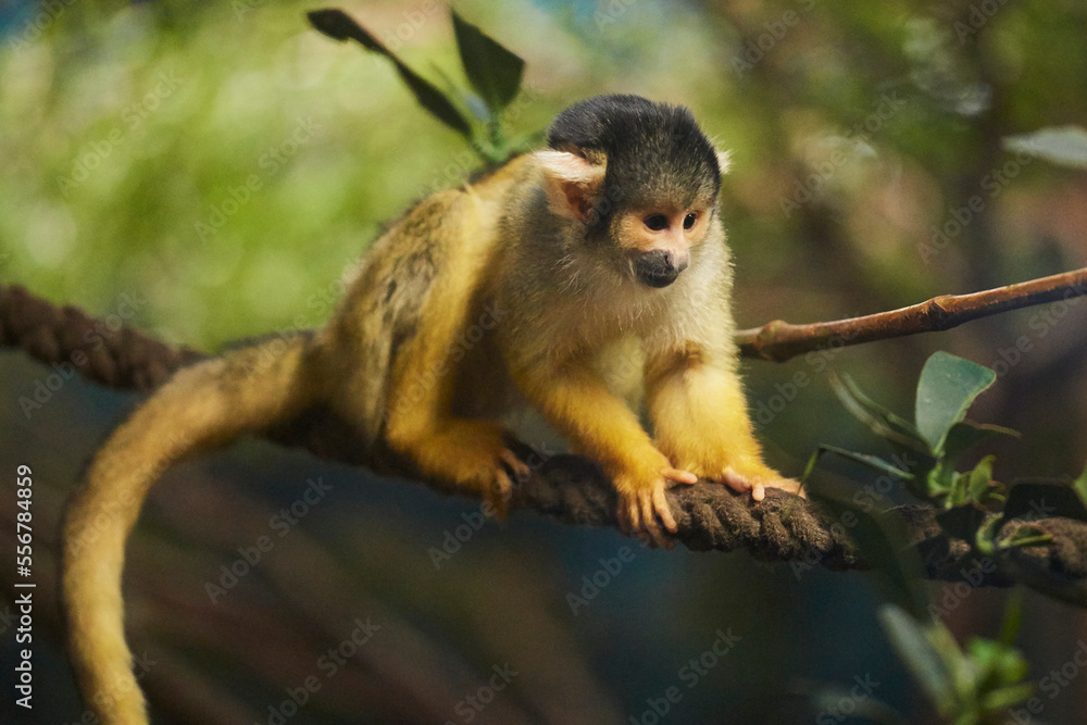 Common squirrel monkey (Saimiri sciureus), captive; Germany Common squirrel monkey (Saimiri sciureus), captive; Germany