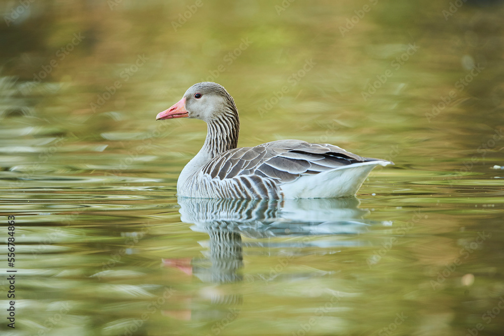 Greylag goose (Anser anser) swimming in a lake; Bavaria, Germany Greylag goose (Anser anser) swimming in a lake; Bavaria, Germany