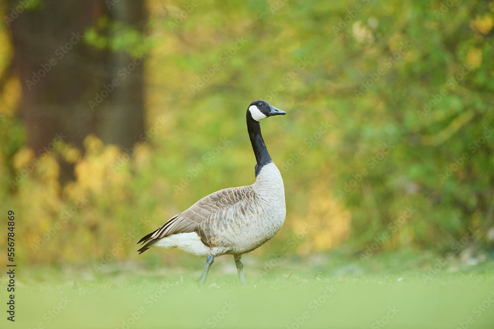 Canada goose (Branta canadensis) on a meadow in autumn; Frankonia, Bavaria, Germany