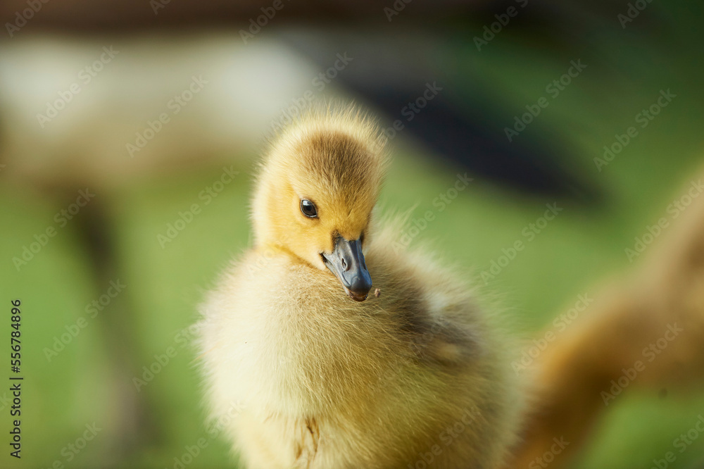 Canada goose (Branta canadensis) chick on a meadow; Frankonia, Bavaria, Germany