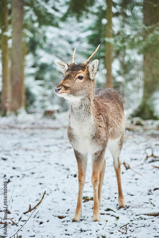 Fallow deer (Dama dama) in a snowy forest, captive; Bavaria, Germany Fallow deer (Dama dama) in a snowy forest, captive; Bavaria, Germany