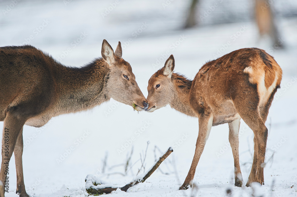 Red deer (Cervus elaphus) hind and fawn nuzzling on a snowy meadow, captive; Bavaria, Germany Red deer (Cervus elaphus) hind and fawn nuzzling on a snowy meadow, captive; Bavaria, Germany
