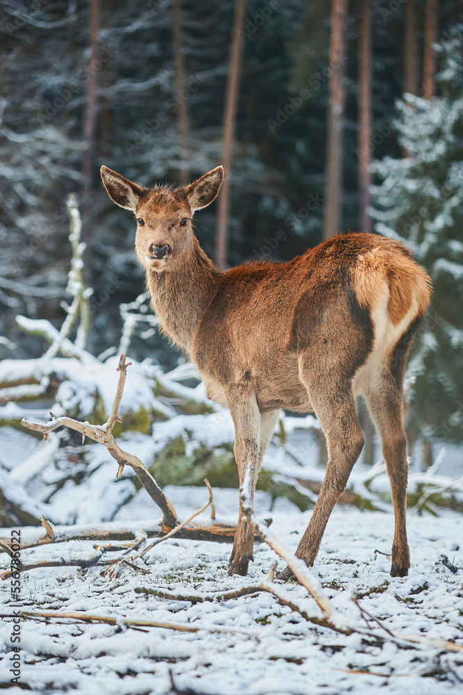 Portrait of a Red deer (Cervus elaphus) on a snowy meadow, captive; Bavaria, Germany Portrait of a Red deer (Cervus elaphus) on a snowy meadow, captive; Bavaria, Germany