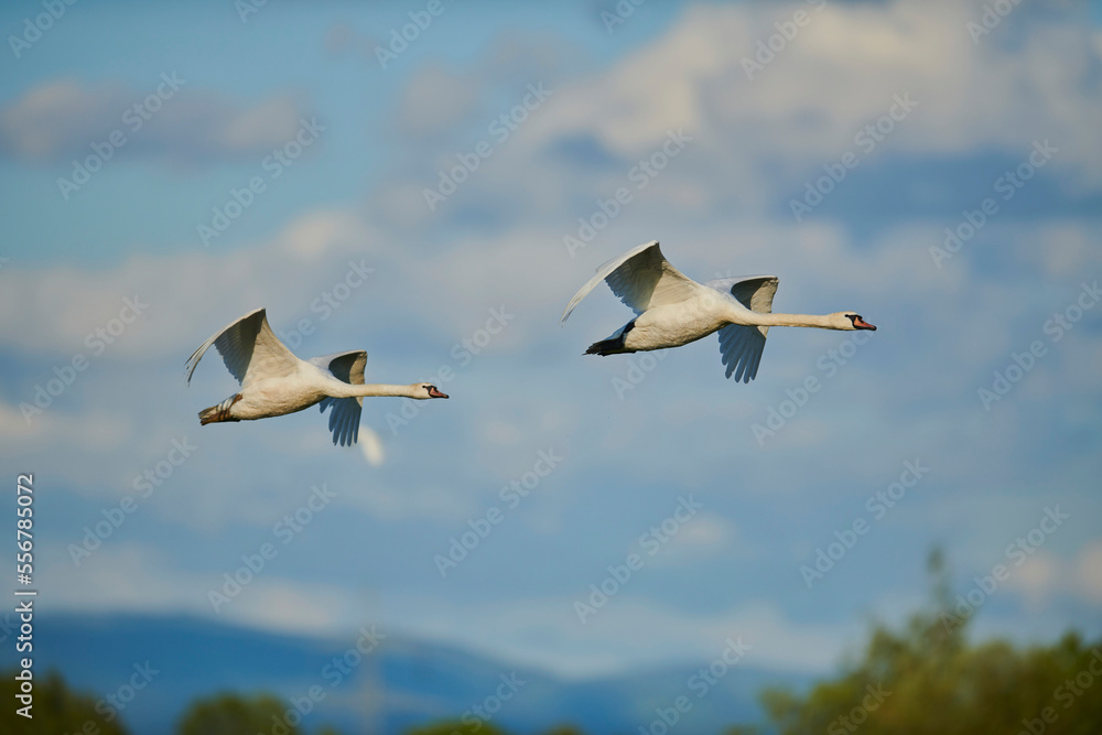 Mute swans (Cygnus olor) flying in the sky with clouds over the Bavarian Forest; Bavaria, Germany Mute swans (Cygnus olor) flying in the sky with clouds over the Bavarian Forest; Bavaria, Germany